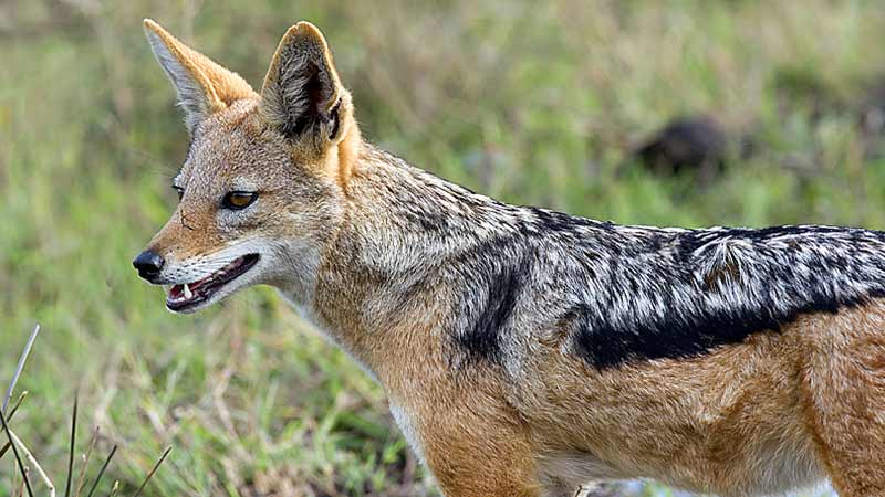 Black-Backed Jackal