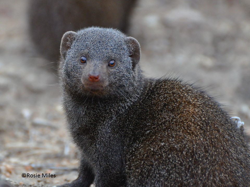 Dwarf Mongoose